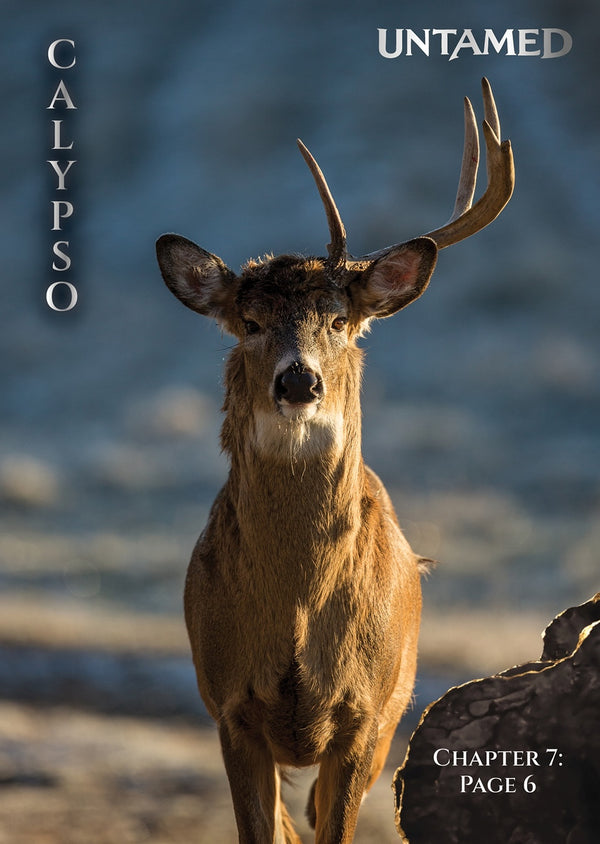 Calypso