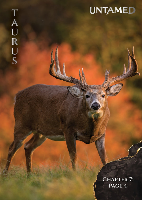 Taurus