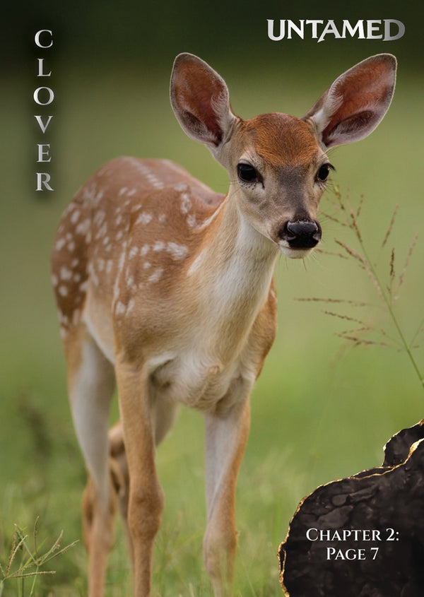 Clover