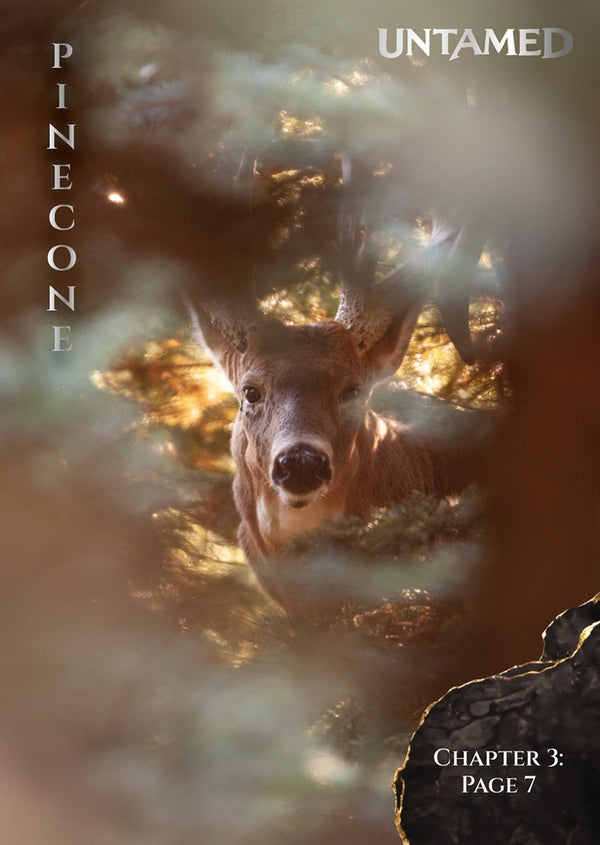 Pinecone