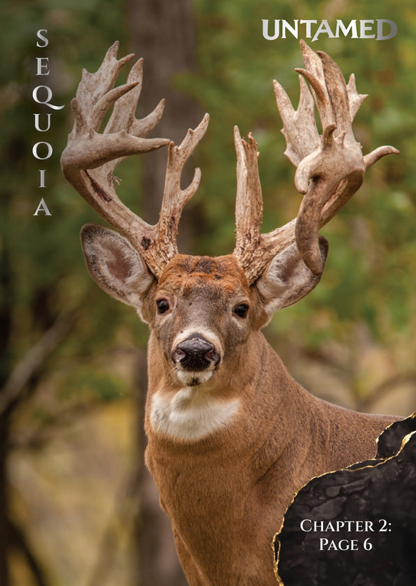 Sequoia